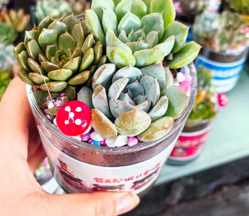 Суккулент Гласс раунд мит 11 15