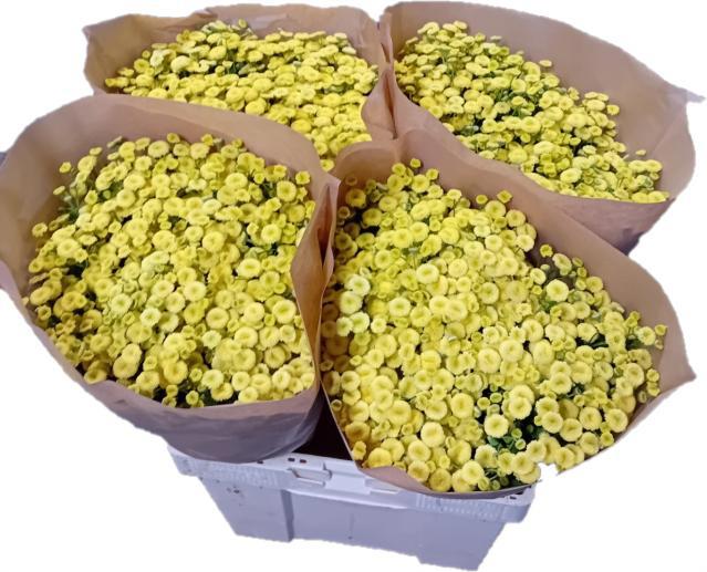 Танацетум Амазон 60, шт.