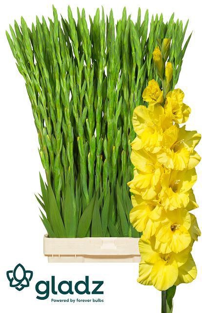 Гладиолус Бра Вал 120, шт.