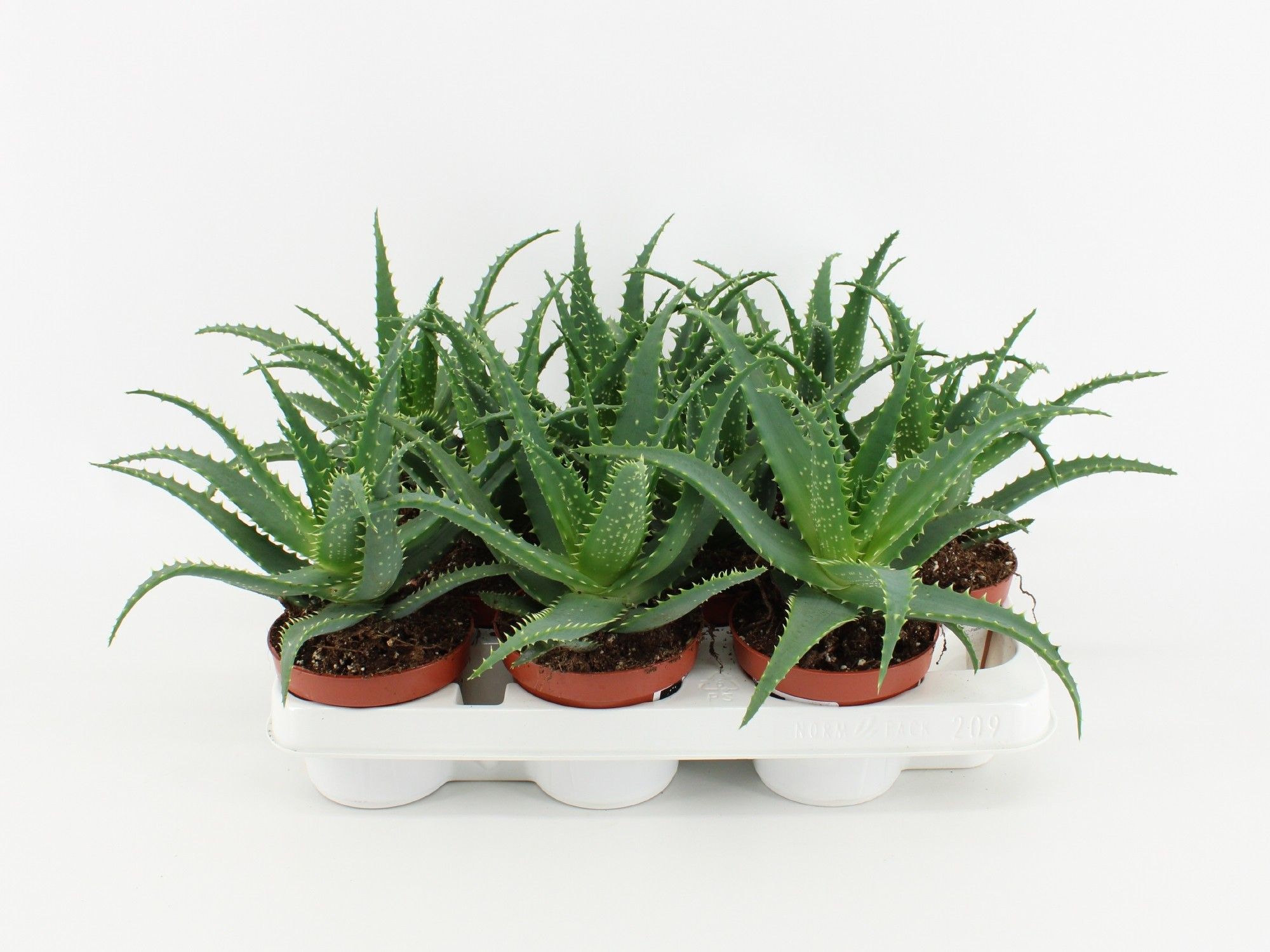 Aloe Arborescens P10.5, D 10,5