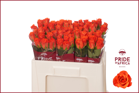 Роза од. Патц 50, шт.