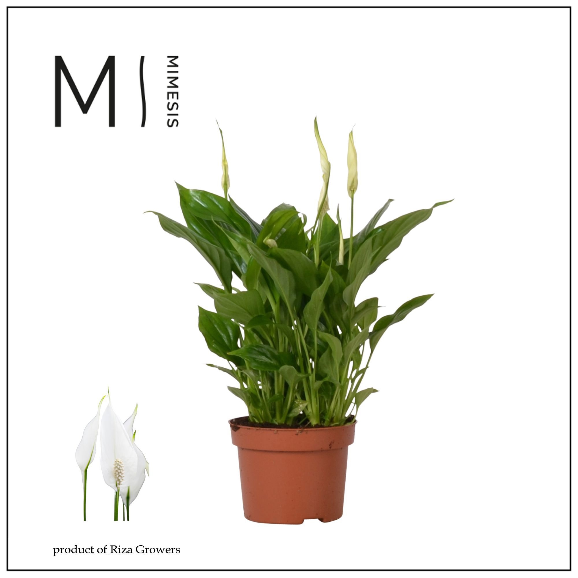 Mimesis Spathiphyllum Rondo - 10.5 cm, D 10,5