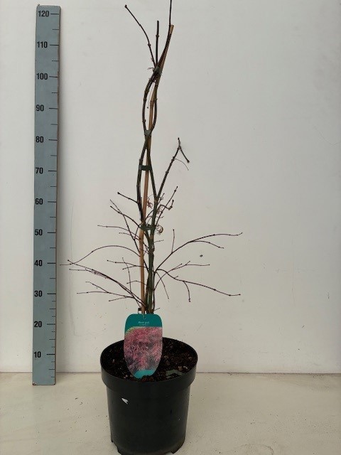 Acer palmatum 'Garnet' P26 BGT Full CC, D 26