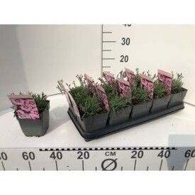 751 DVDS : 1L pot DIANTHUS PLUMARIUS red-rose bicolor-rose picotee white-red bicolor, D 13