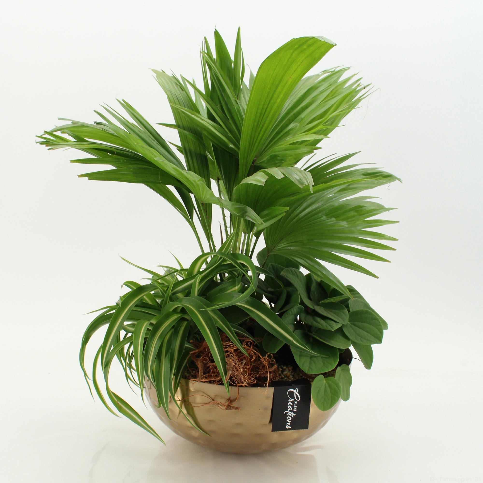 GRCR-2671 Green Essentials, D 26