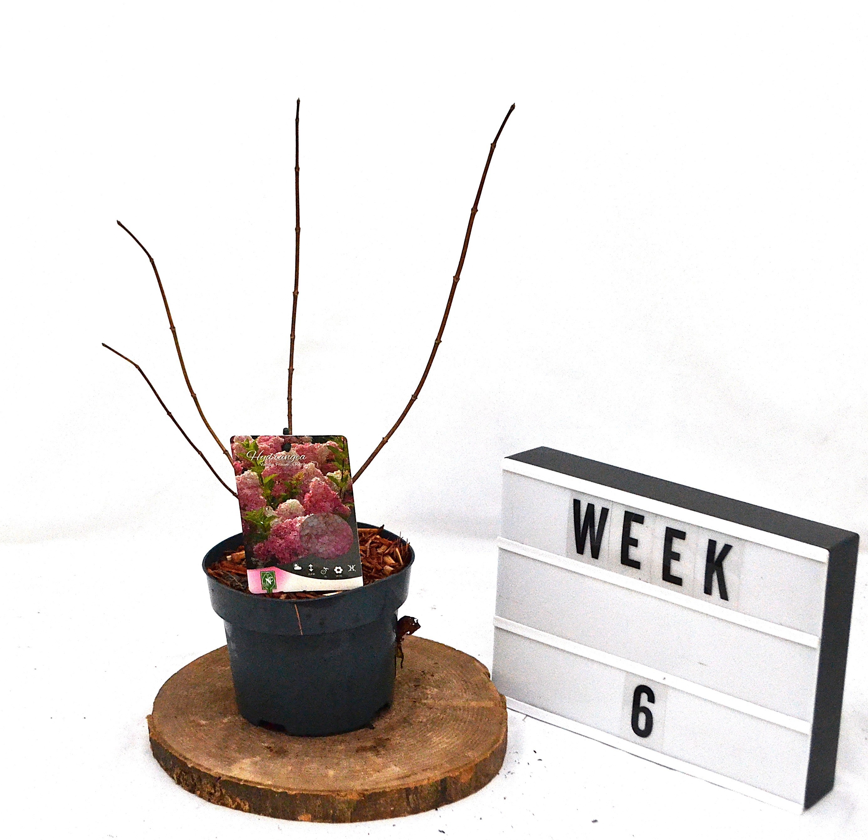 Hydrangea paniculata Vanille-Fraise C2, D 17