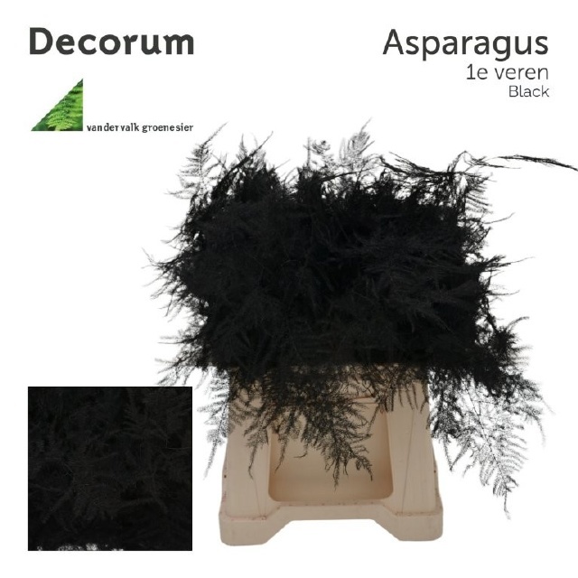 Аспарагус Овериг Крашеный (краш. ) 45, шт.