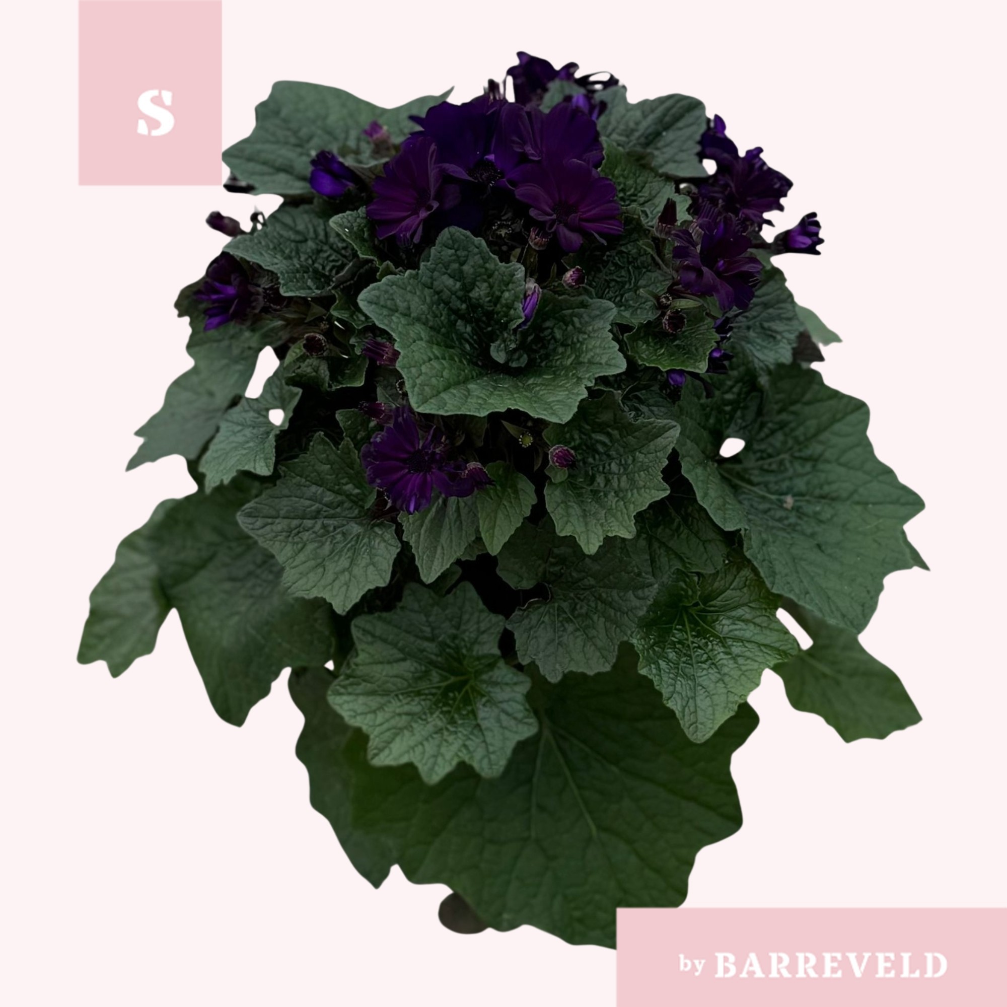 Pericallis Purple, D 14