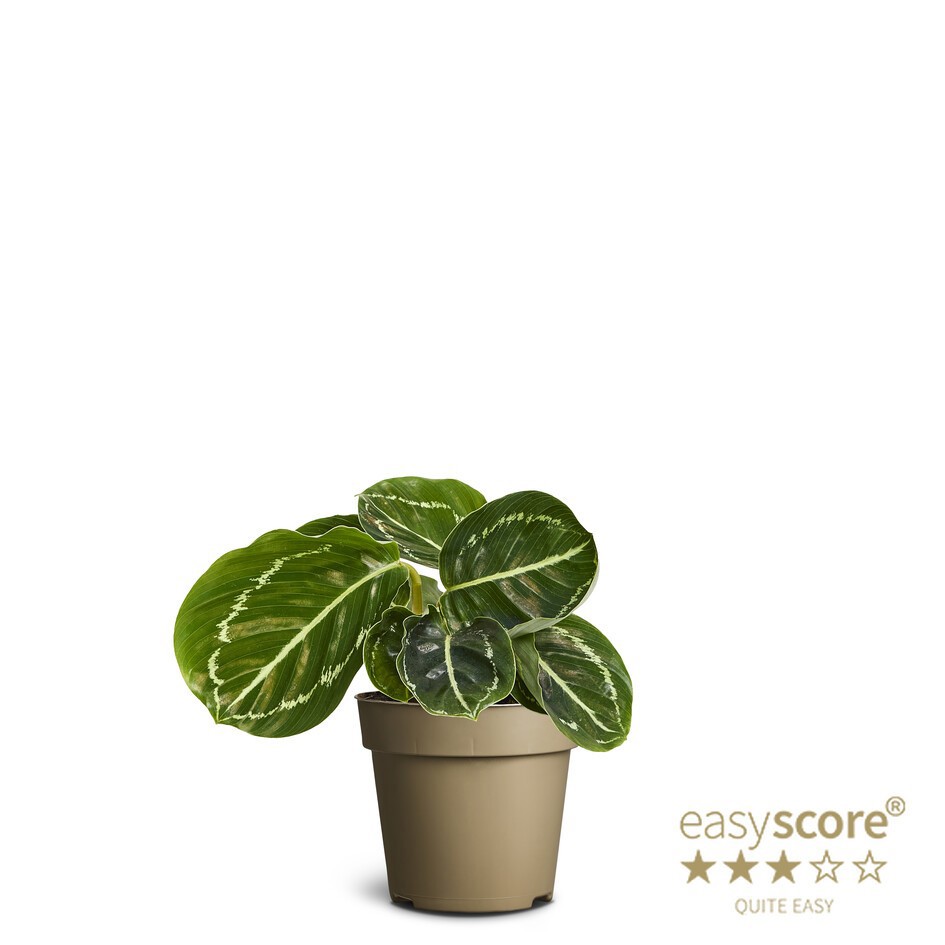 CALATHEA ROSEOPICTA, D 9 cm