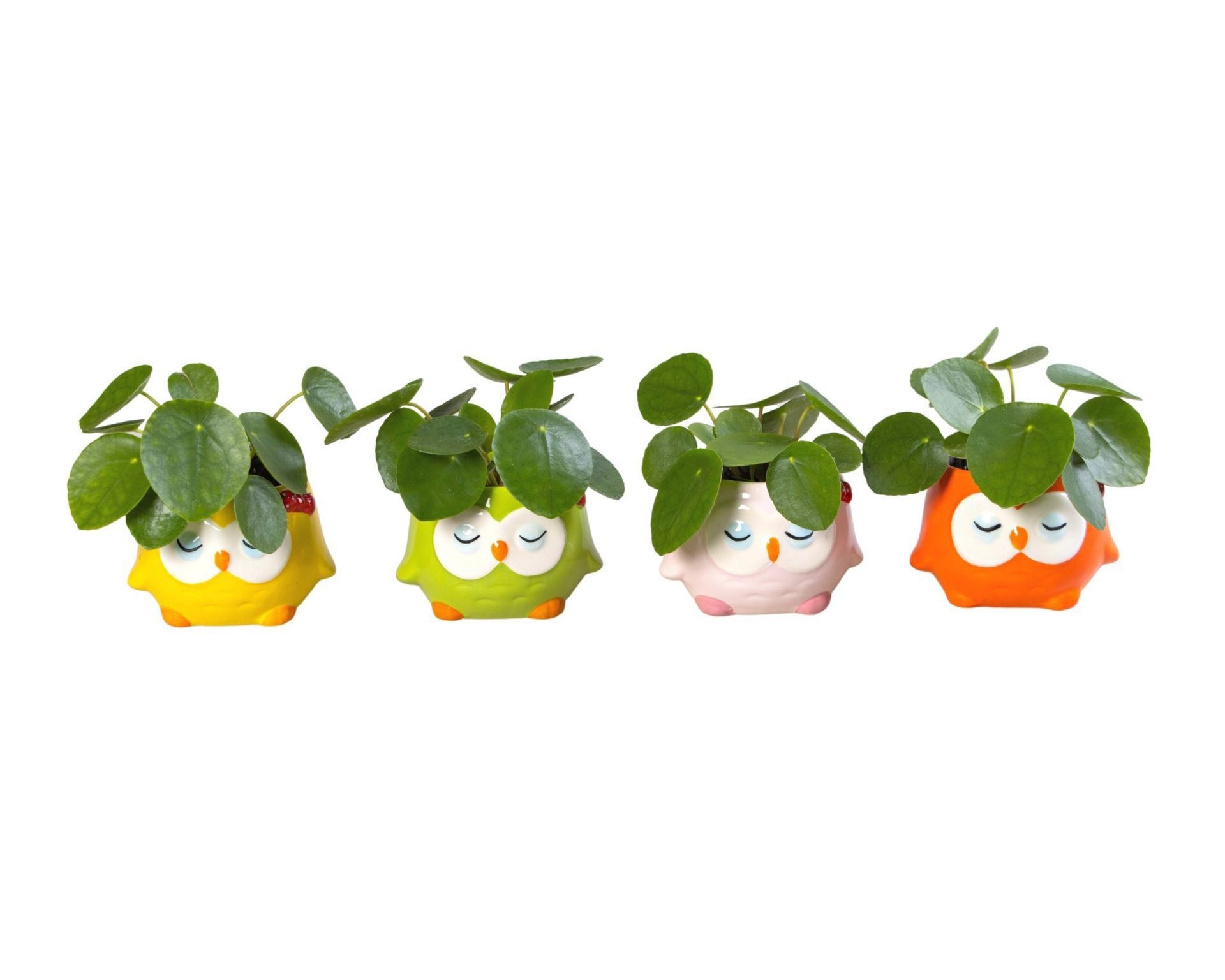 L 65895 with Pilea Pep. 6 cm, D 6