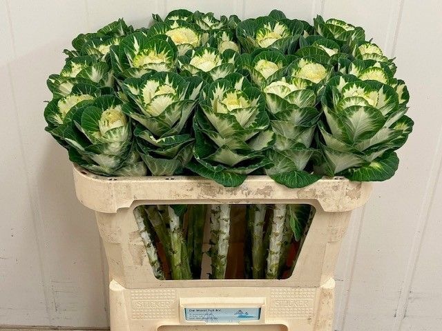 Брассика Вайт Крэйн 70, шт.