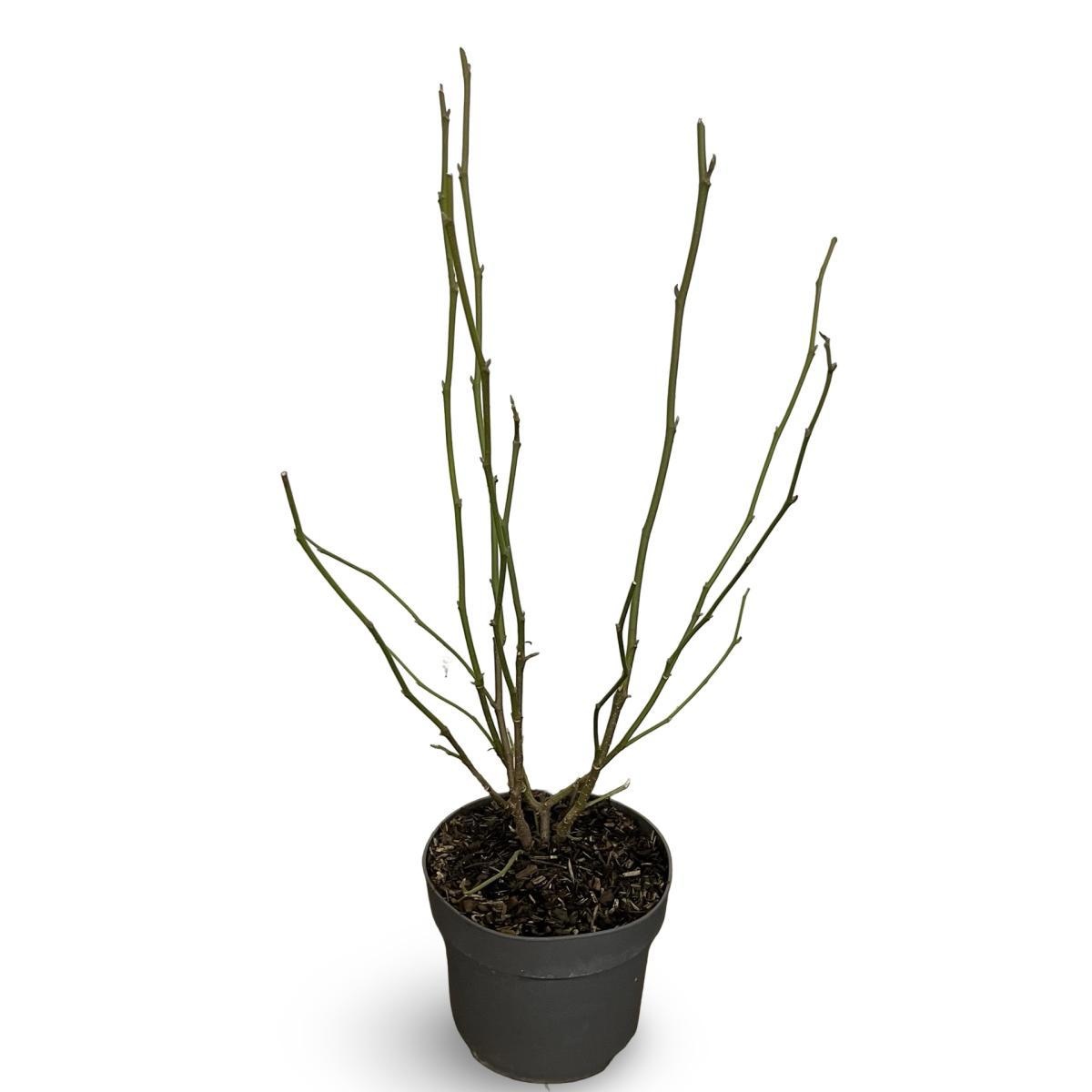 Magnolia soulangeana, D 21