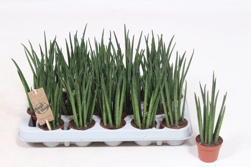 Sansevieria Mikado, D 6