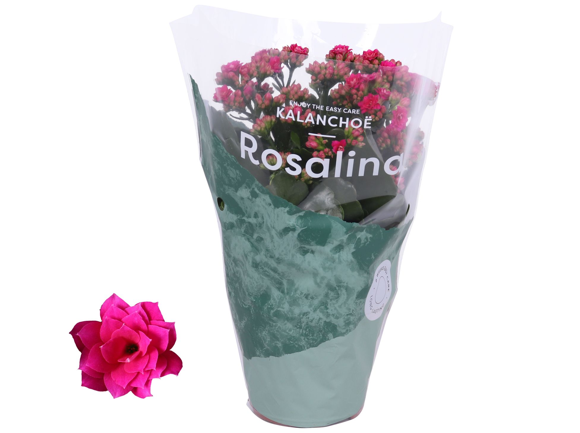 Kalanchoe Rosalina 12cm Don Victorio paars, D 12 cm Kalanchoe Rosalina 12cm Don Victorio paars, D 12 cm
