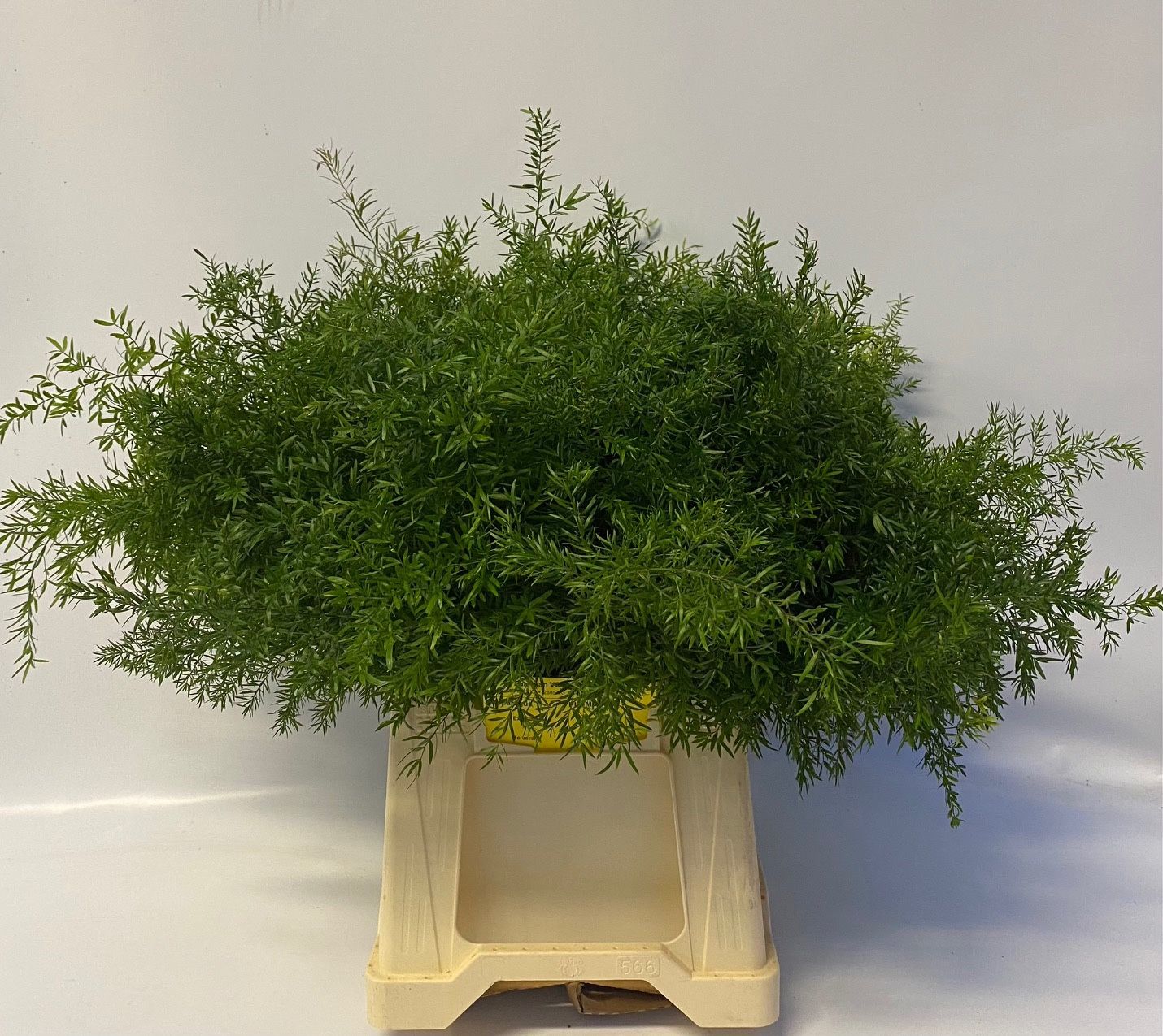 Аспарагус Квебе 55, шт.