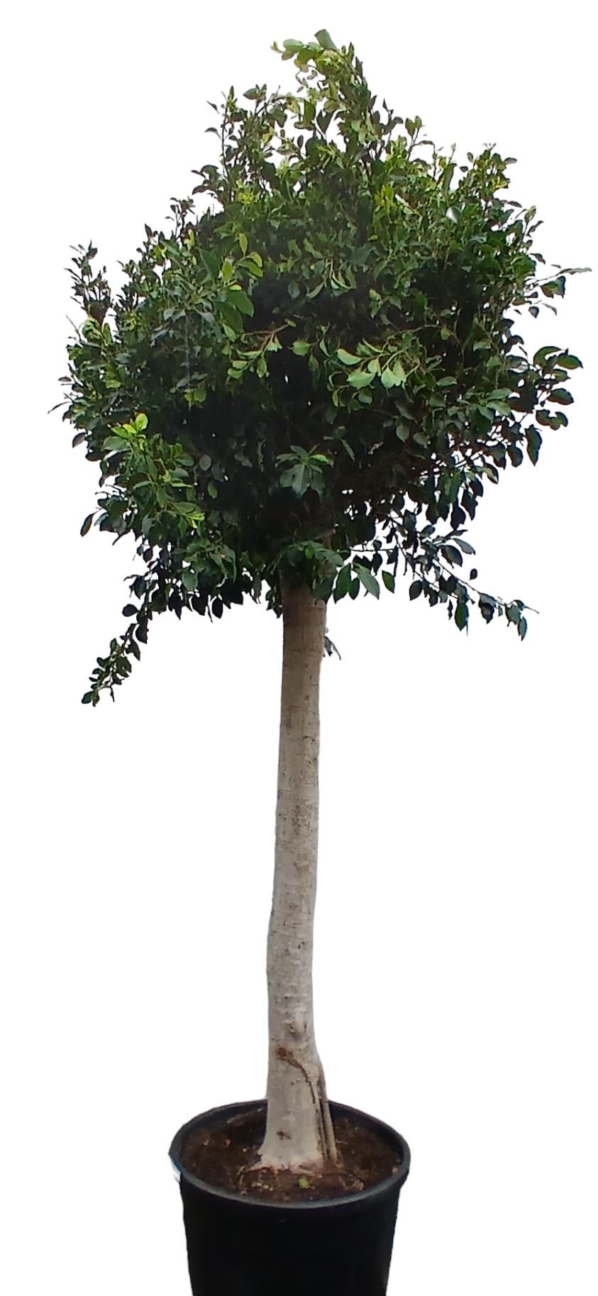 FICUS BENJAMINA, D 50