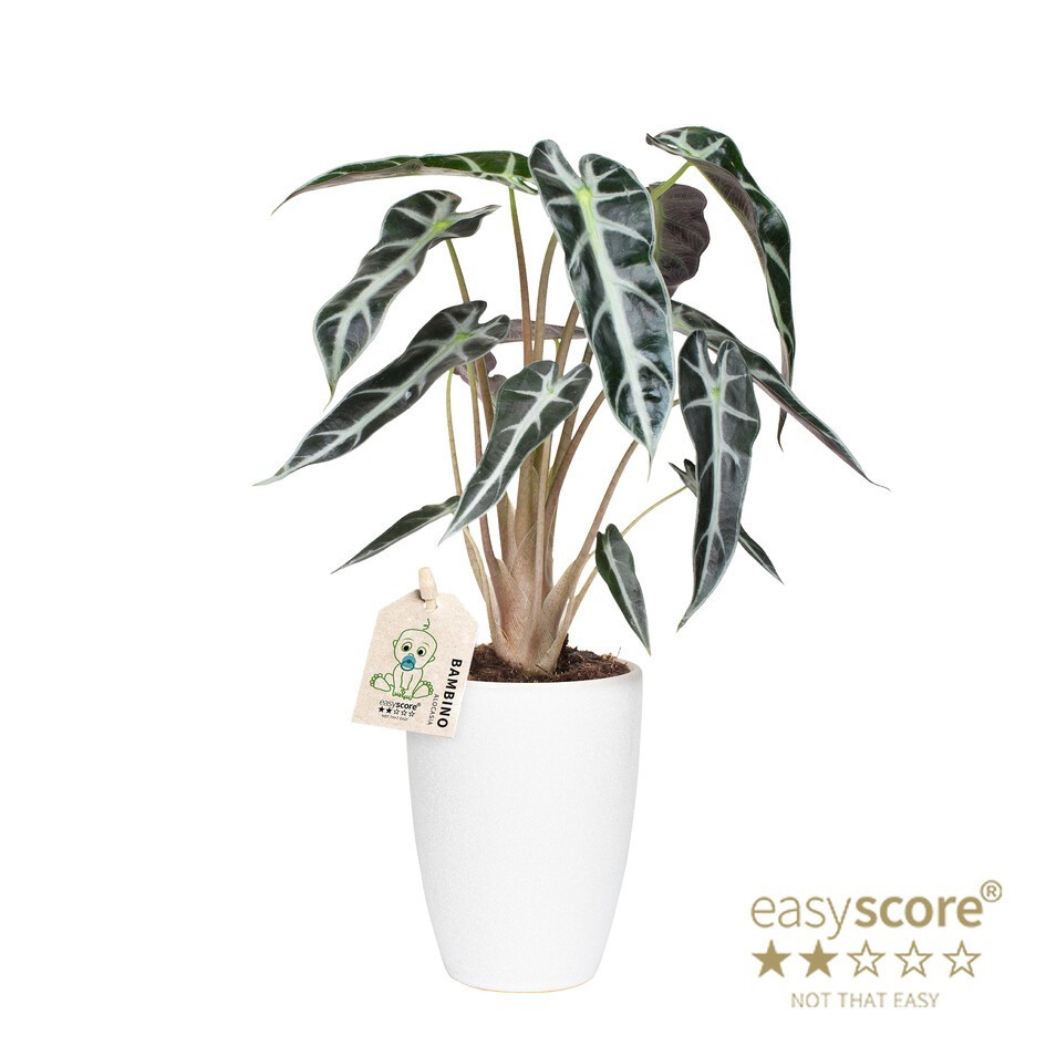 ALOCASIA X AMAZONICA 40901014 Classic W Bambino, D 10 cm