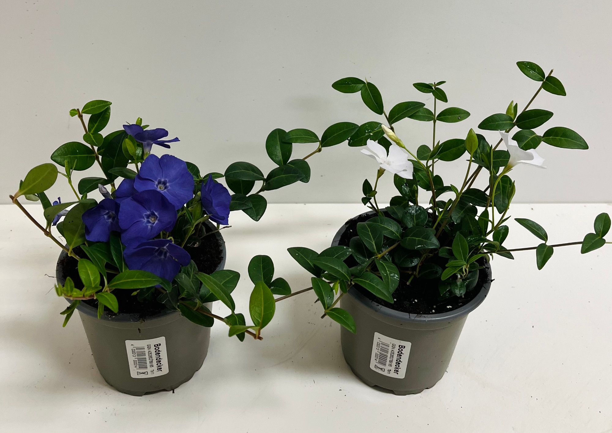 Vinca minor in Sorten, D 11