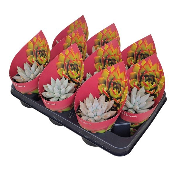 ECHEVERIA TOLIMANENSIS - POT Ø 10,5WITH POTCOVER (SUCCULENTEN), D 10,5