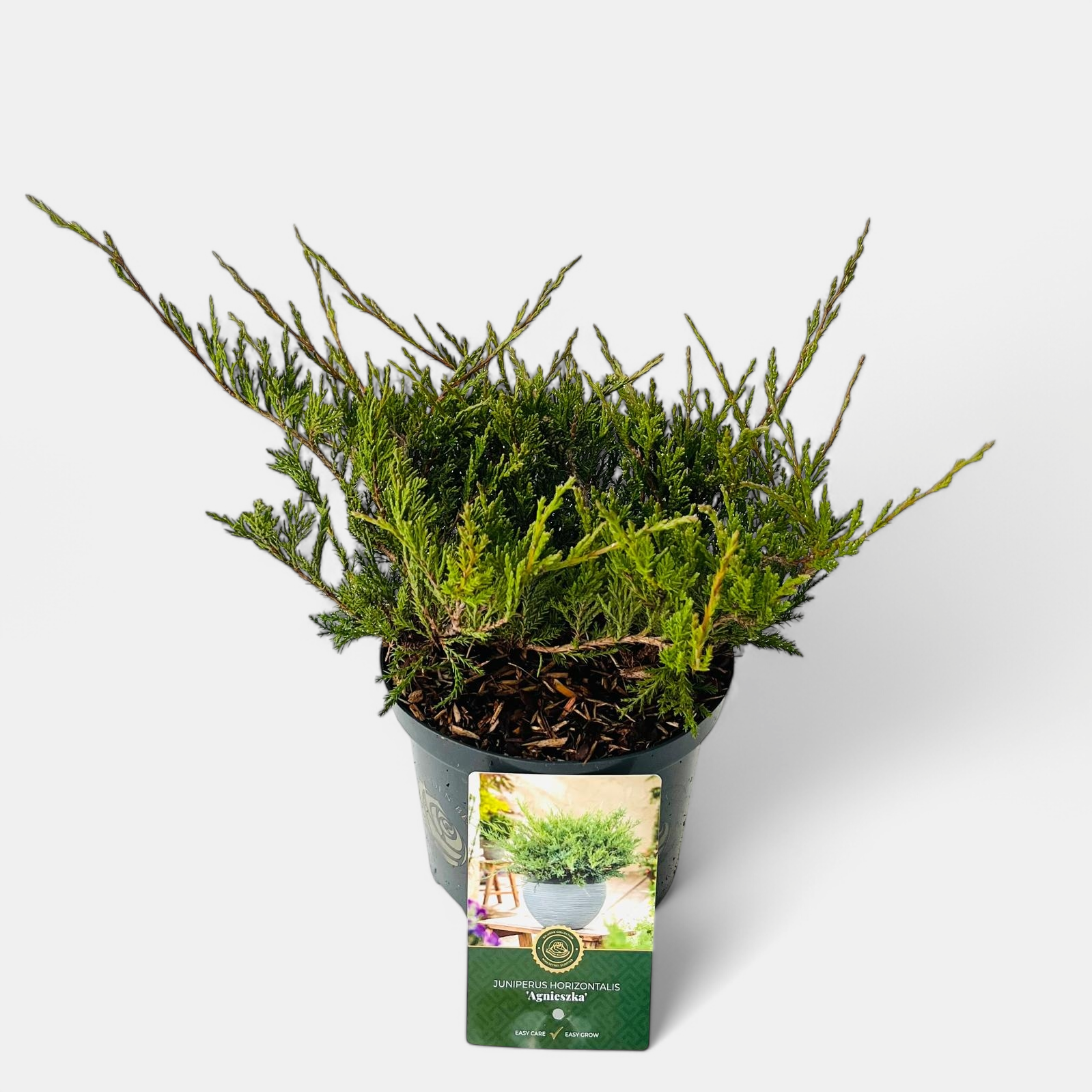 Juniperus h. 'Agnieszka', D 18 cm