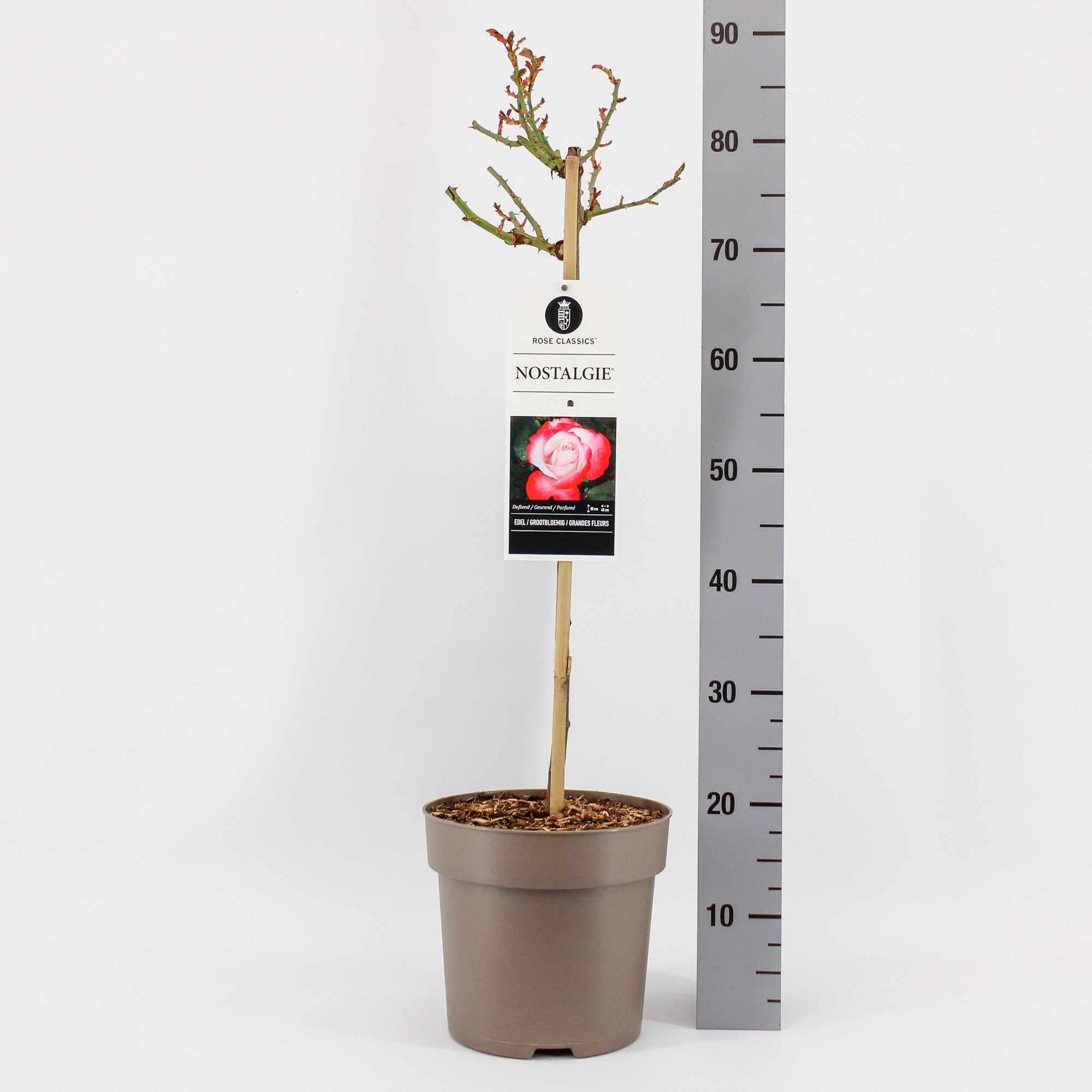 Rosa (TH) Nostalgie ®, stam 50, C6, D 24