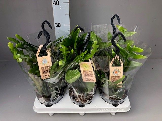 Epiphyllum mix hang 12, D 12