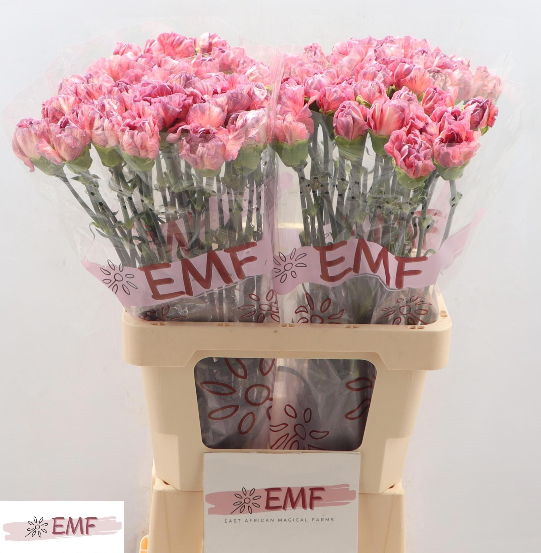 Диантус од. Окасо+, шт.