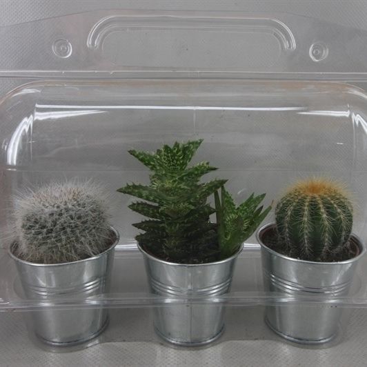 280 Trioblister zink pot cac 6,5 cm, D 7,5