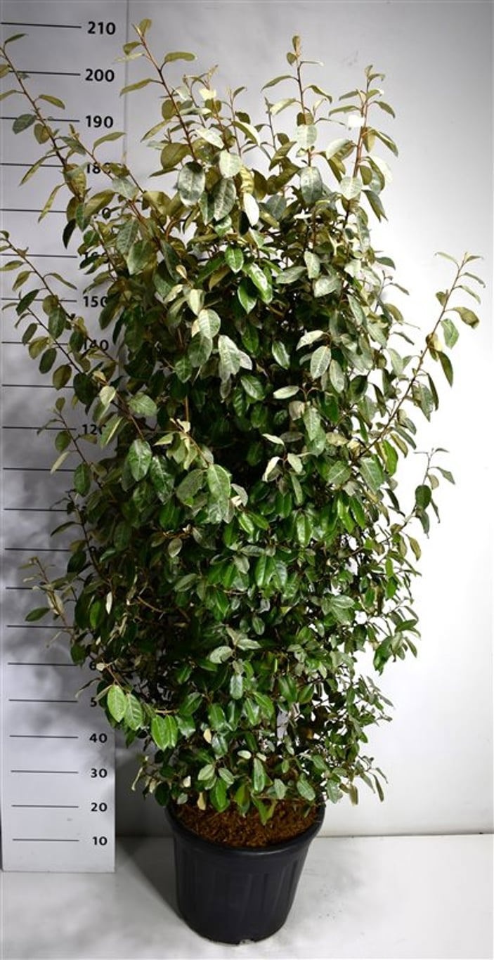 Elaeagnus ebb. 'Compacta', D 40