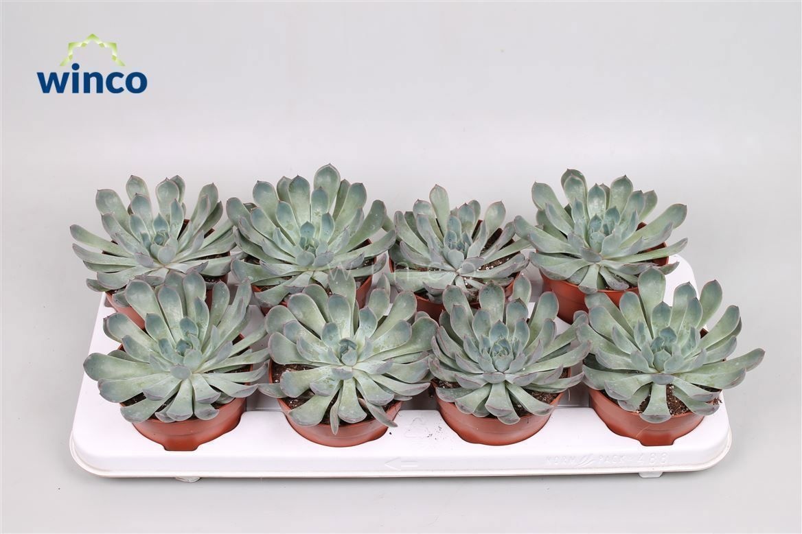 Echeveria Pulidonis Grey, D 12