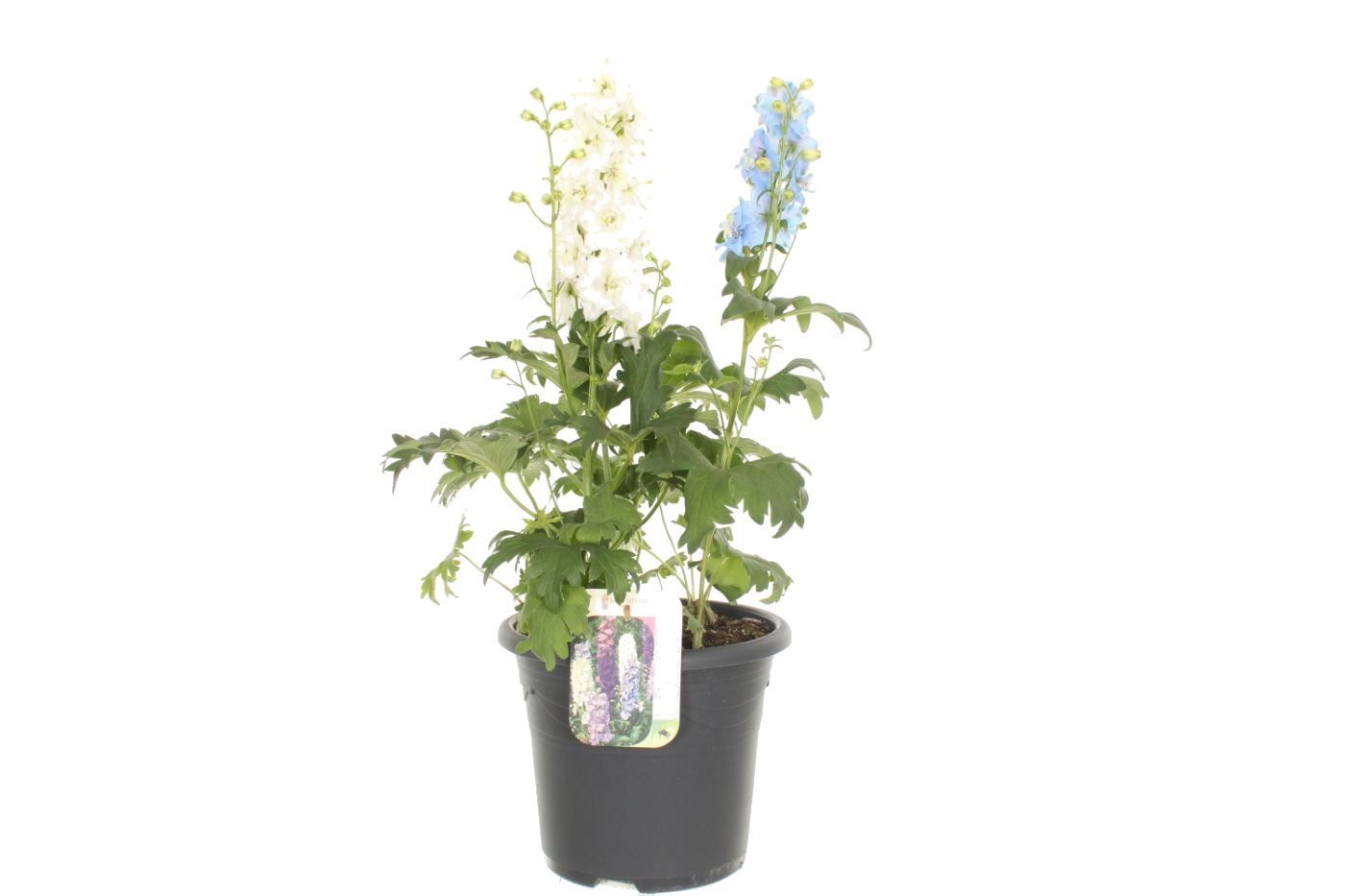 Delphinium Magic Fountains, D 27