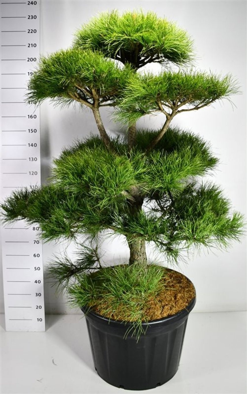 Pinus nigra nigra, D 80