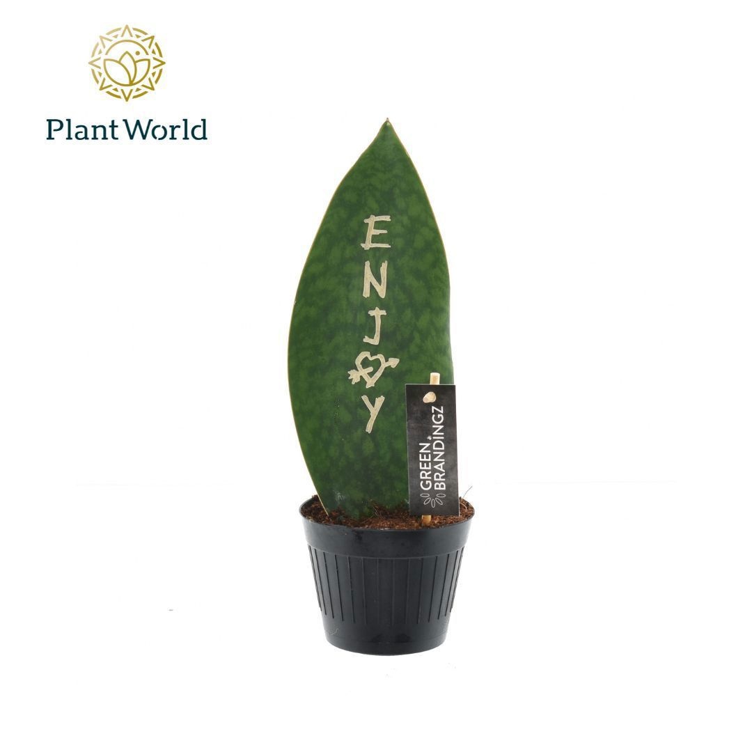 Sansevieria Green Brandingz Enjoy, D 10,5