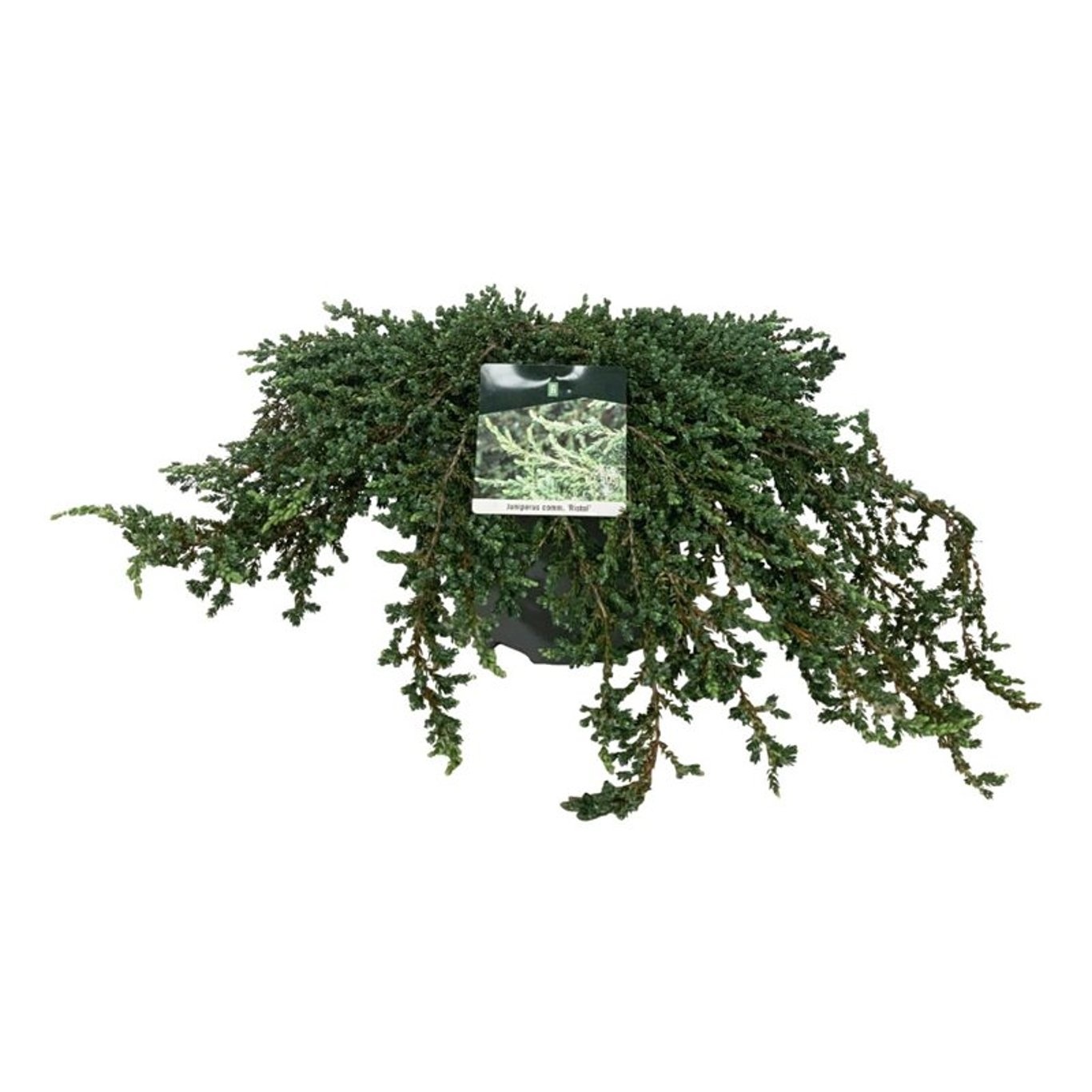 Juniperus comm. 'Ristol', D 26