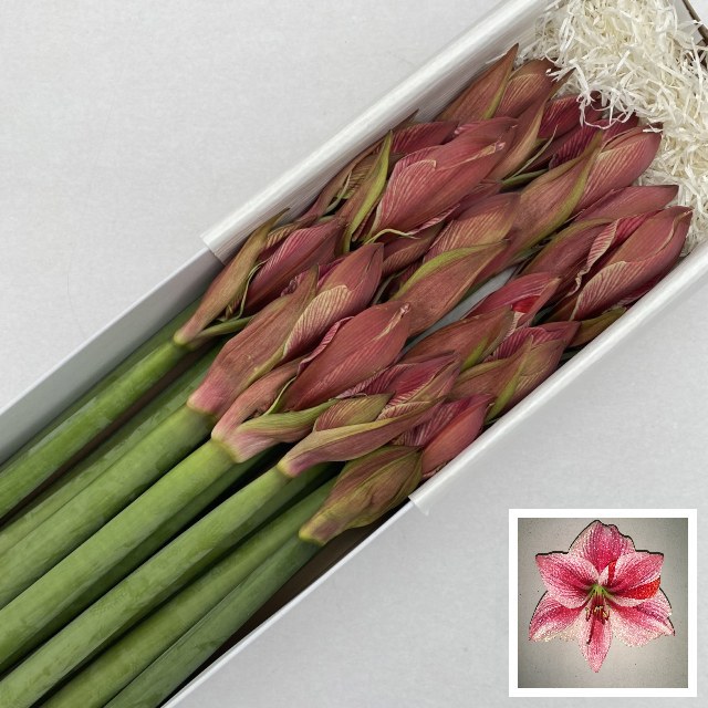 Амарилис Гервейз (ярко-роз.) x15, шт.