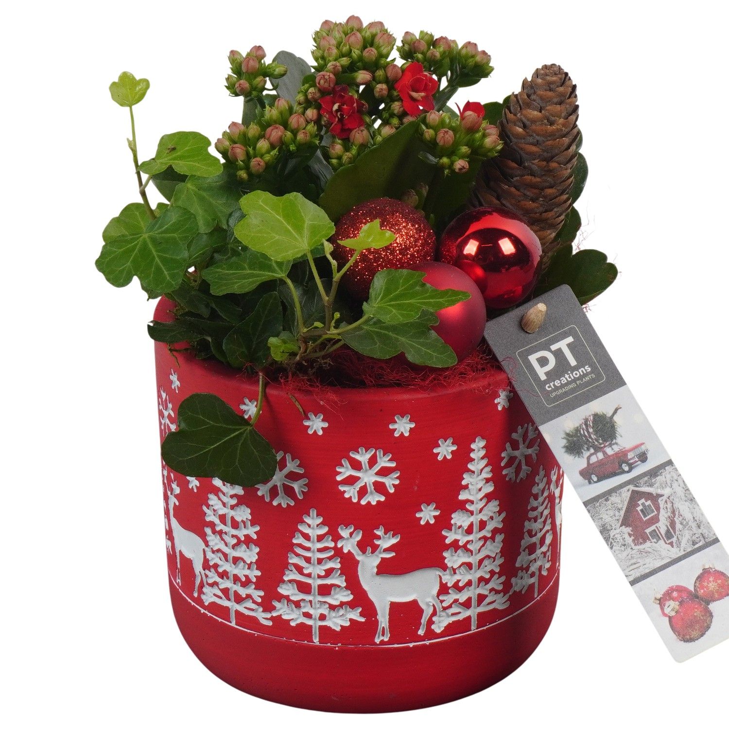 PTCHR7301 Arrangement Christmas Red in beton pot, D 12 cm