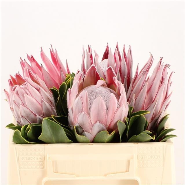 Протея Цинароидес 35, шт.