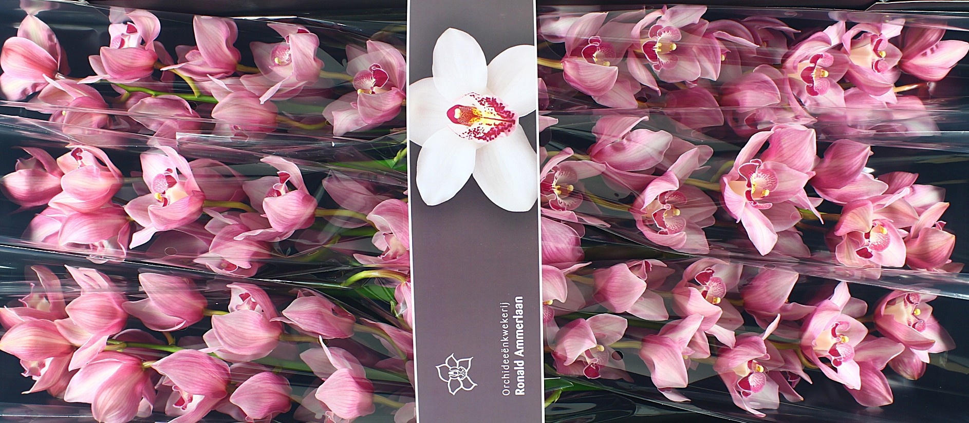 Цимбидиум Миссис Тереза x6 80, шт.