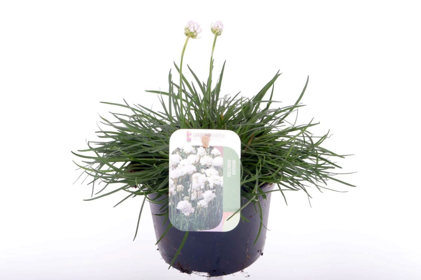 Armeria maritima Alba, D 13