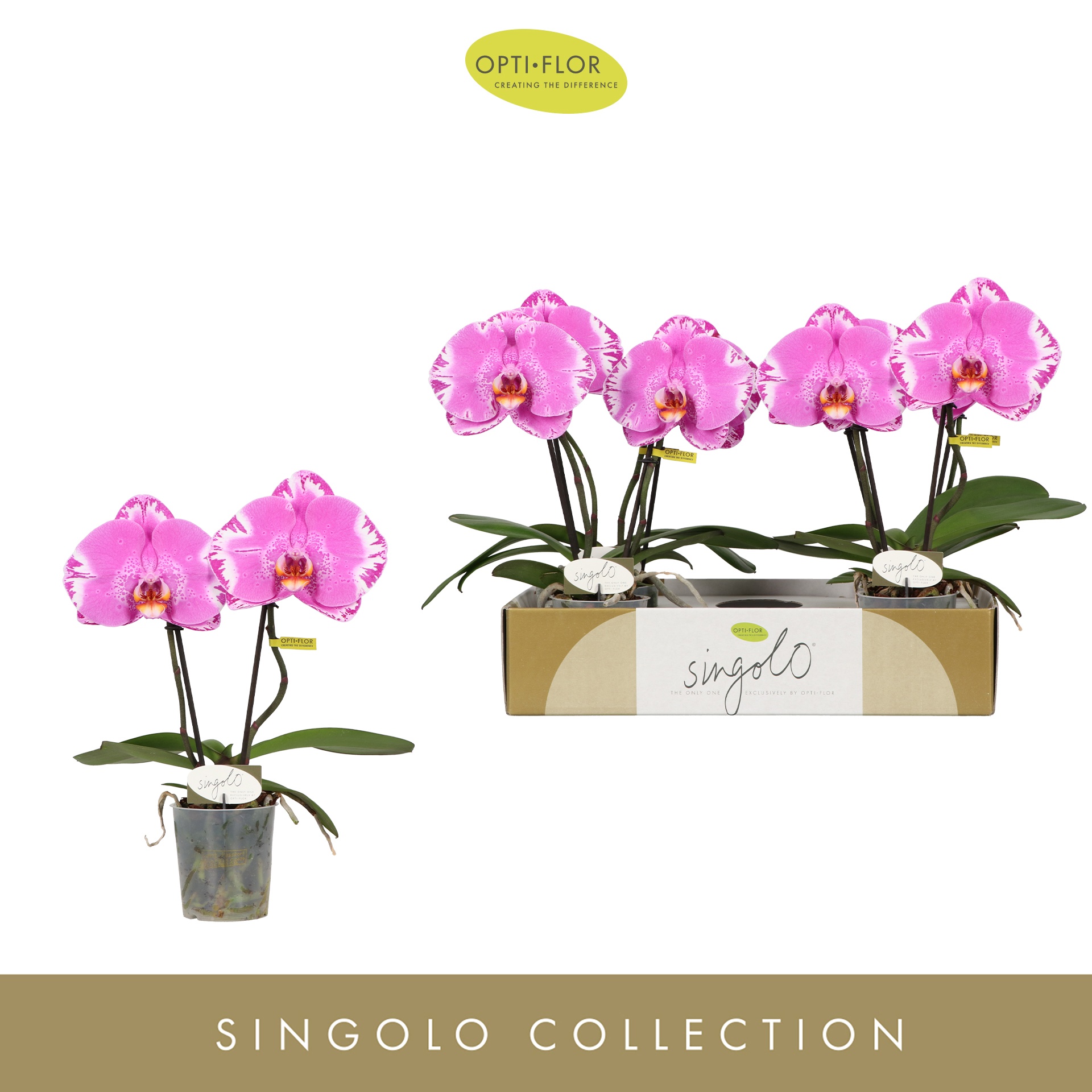 Singolo & Co Victorio, D 9 cm