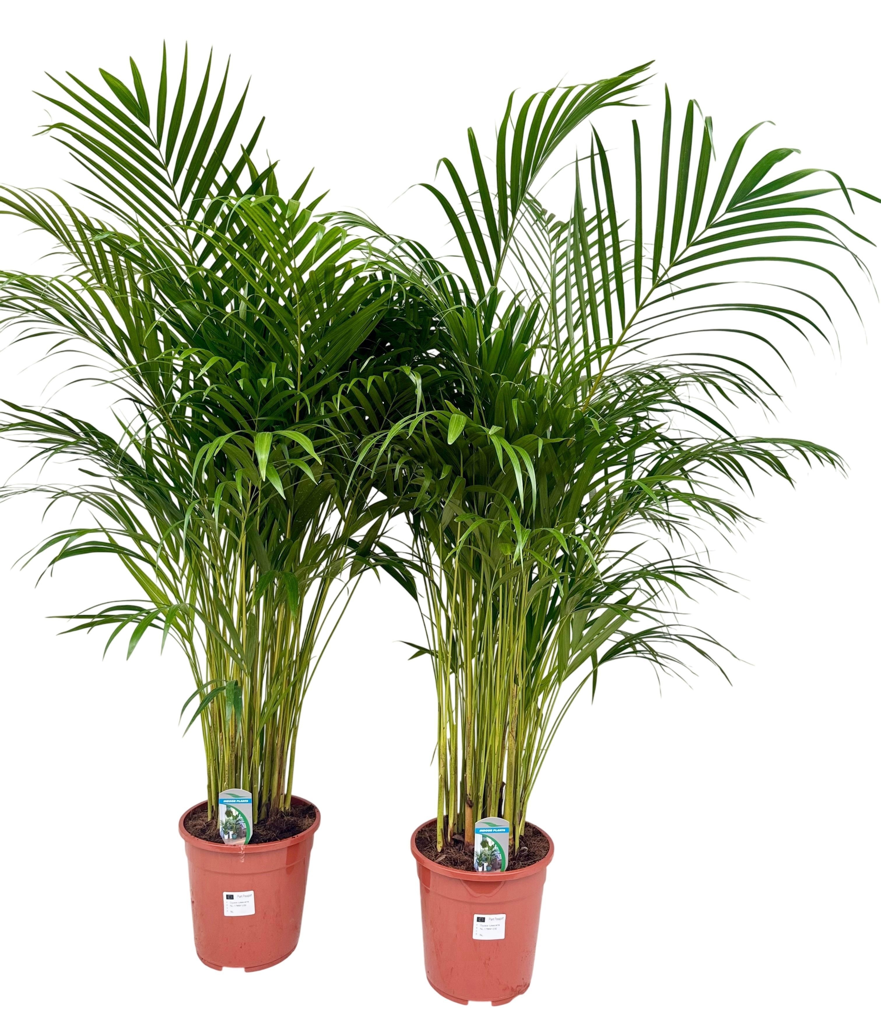 Dypsis lutescens P24 H130, D 24