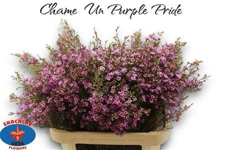 Шамелациум Перпл Прайд 80, шт.