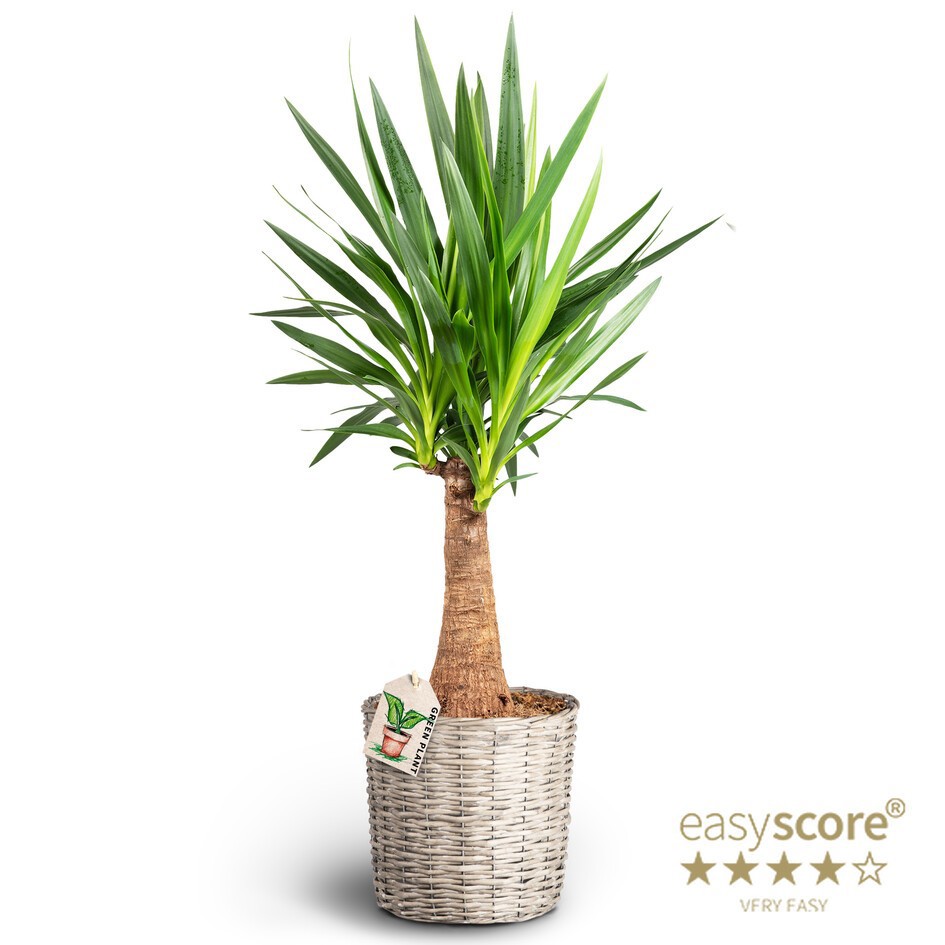Basket, Yucca gigantea, Bottle, D 26