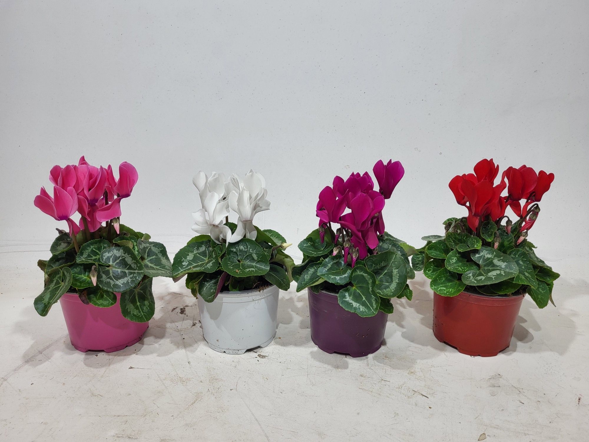 Cyclamen Allure Gemengd (diameter 15 cm), D 12
