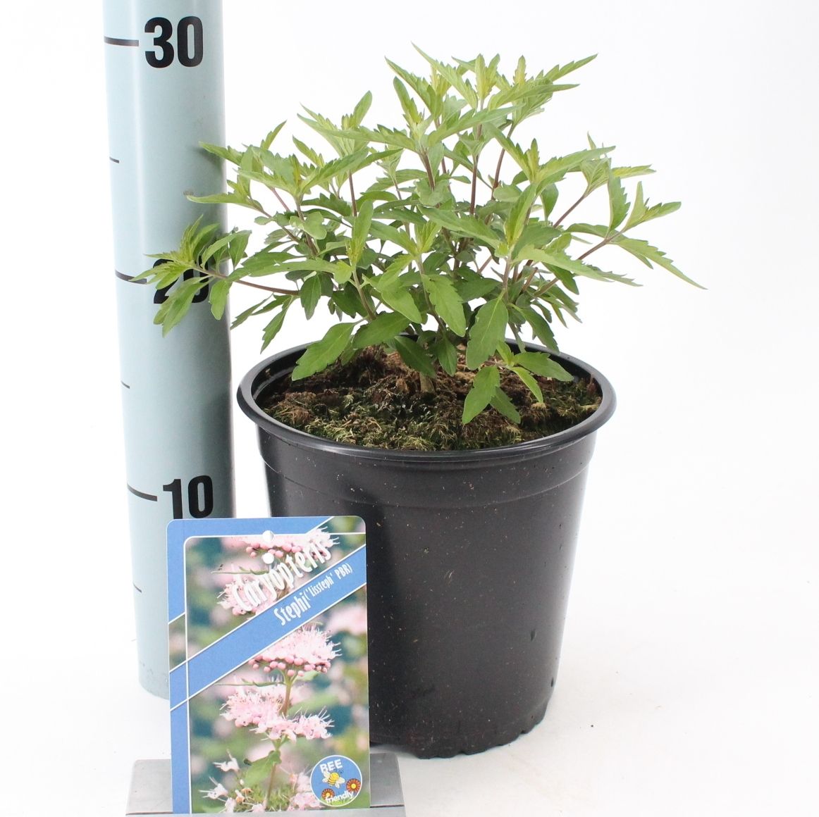 Caryopteris Stephi ('Lissteph'PBR), D 17