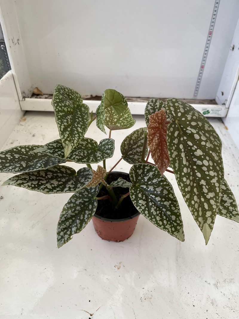 BEGONIA X-HYBRID, D 12