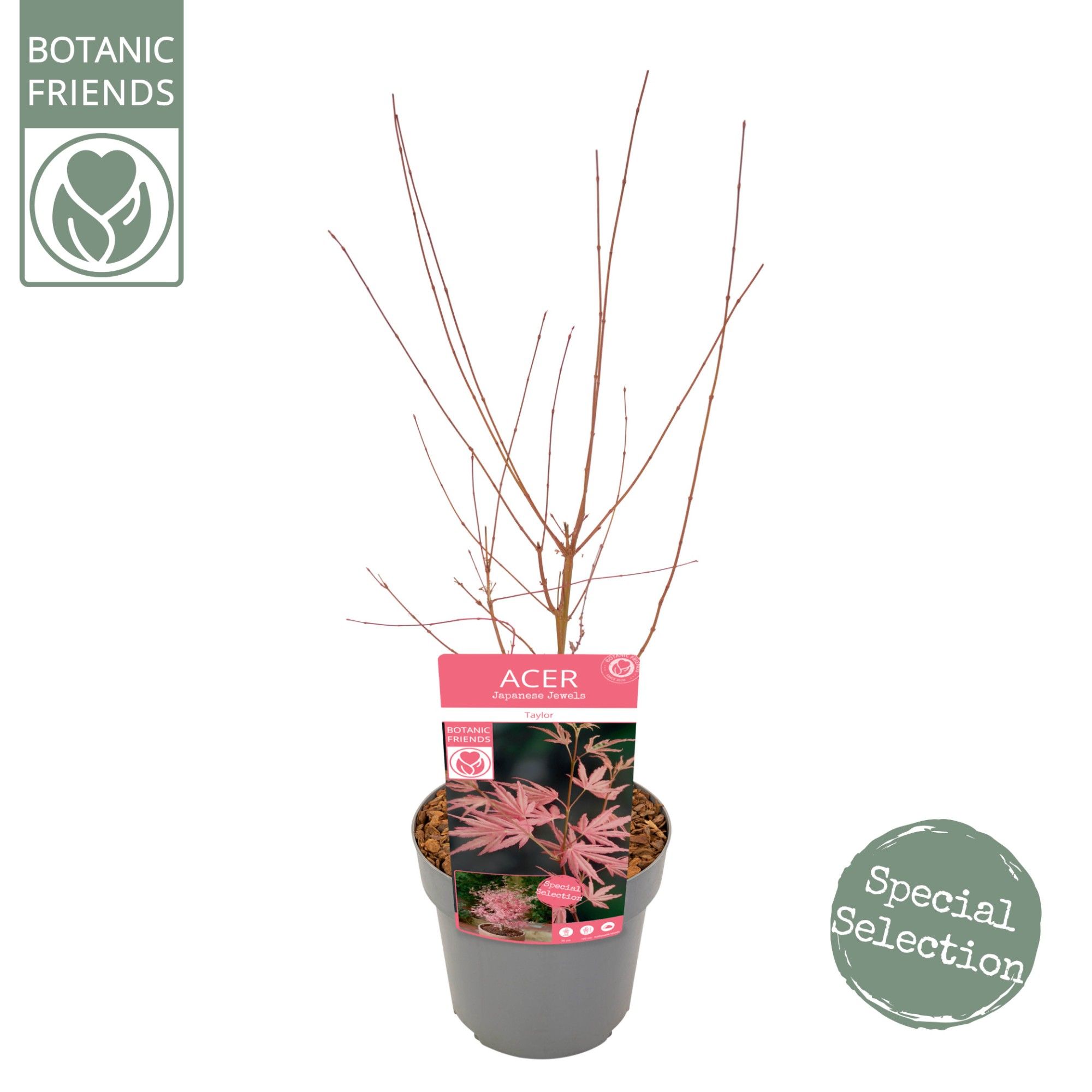 Acer palm. 'Taylor' ®, D 19