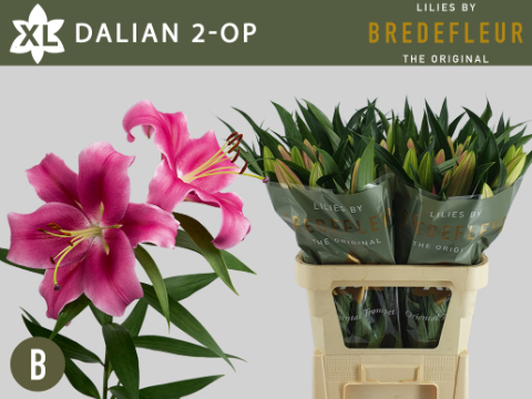 Лилия Далиан 85, шт.