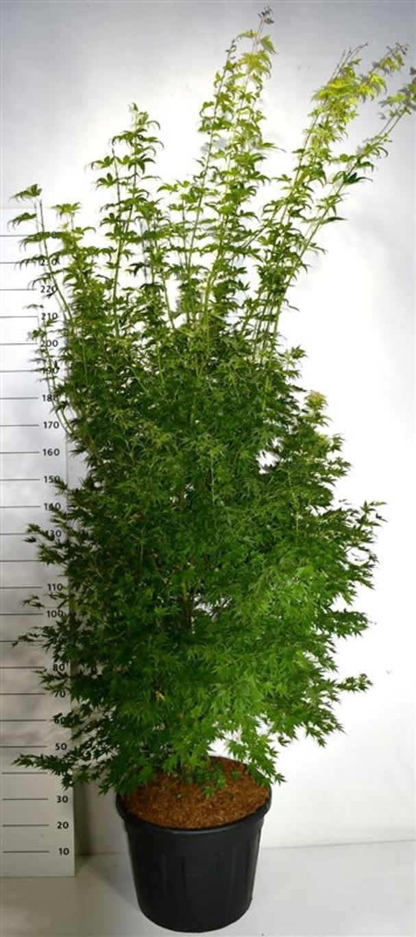 Acer pal. 'Orange Dream', D 55