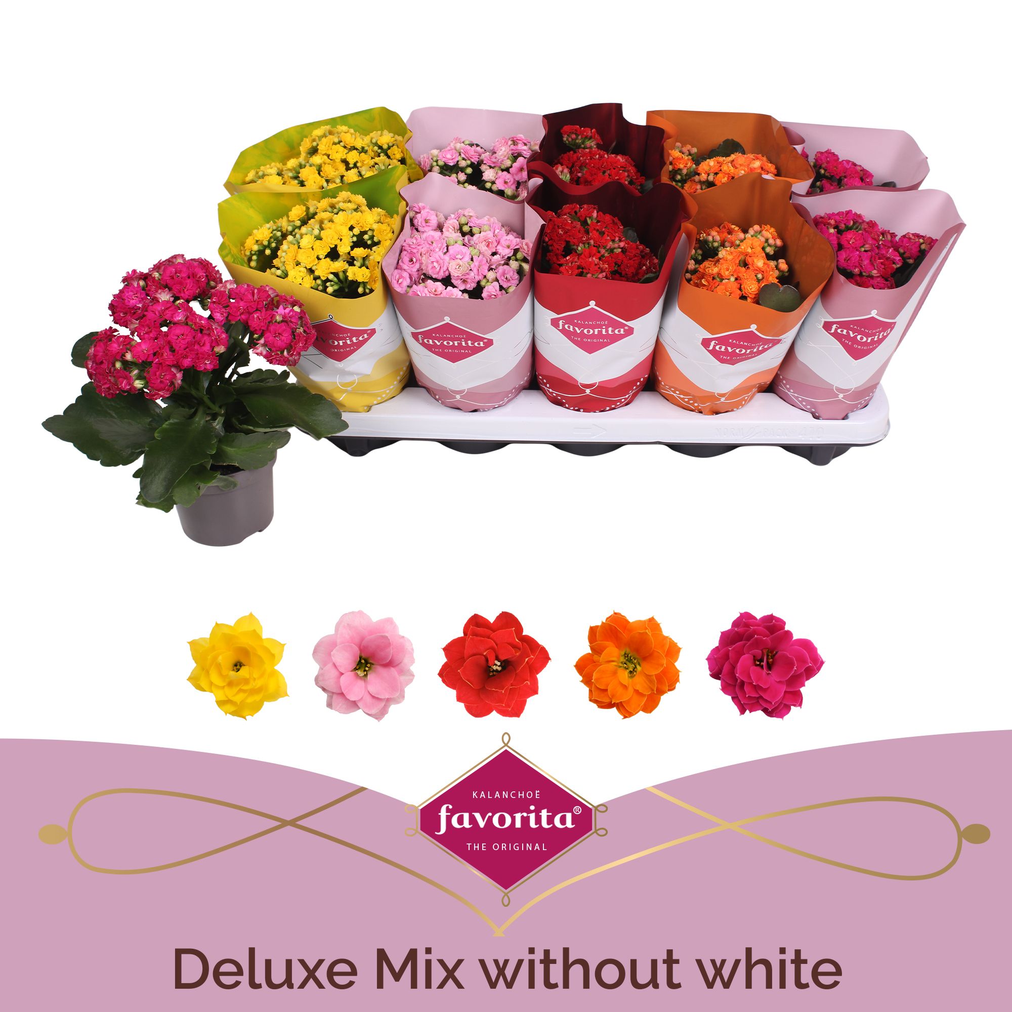 Kalanchoe Double Deluxe Mix - Zonder Wit, D 10,5